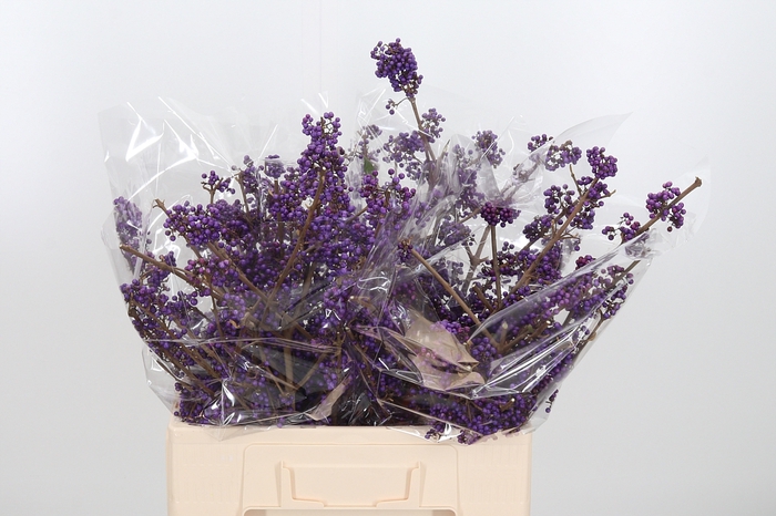 <h4>Callicarpa Bod Profu</h4>