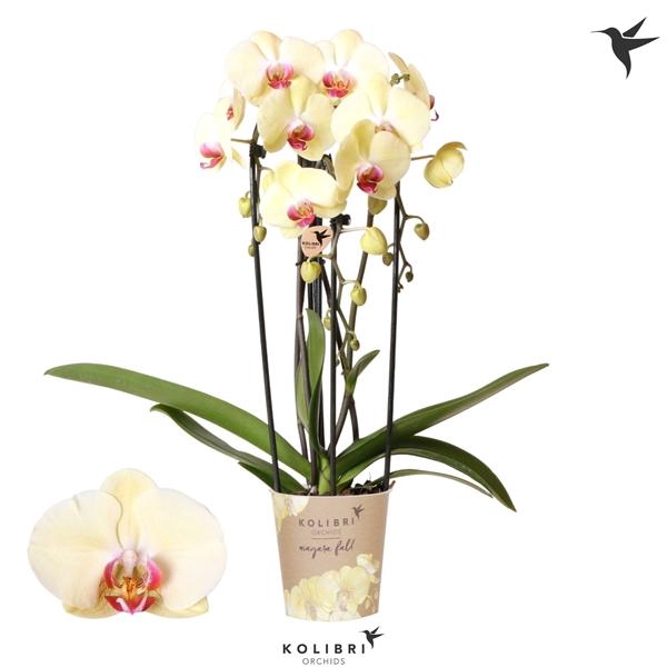 <h4>Phalaenopsis Elegant Cascade</h4>