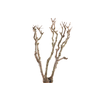 Syringa Branch Super Guerrero