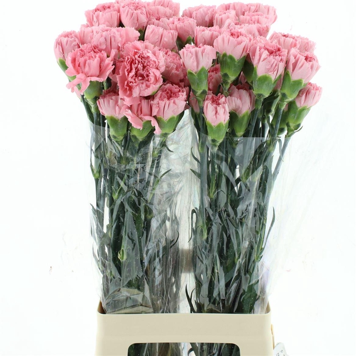 <h4>Di St Col Verona Pink</h4>