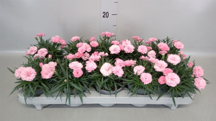 <h4>Dianthus  'I Love U'</h4>