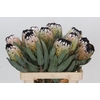 Protea Niobe