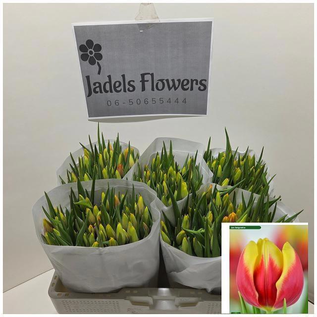 <h4>TU EN JAN SEIGNETTE</h4>