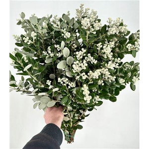 PITTOSPORUM RALPHY GRAIN 200 GR