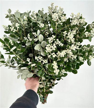 <h4>PITTOSPORUM RALPHY GRAIN 200 GR</h4>