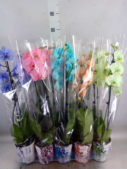 <h4>Phalaenopsis   ...</h4>