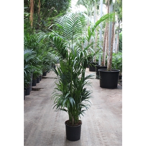 Howea forsteriana 15 per pot