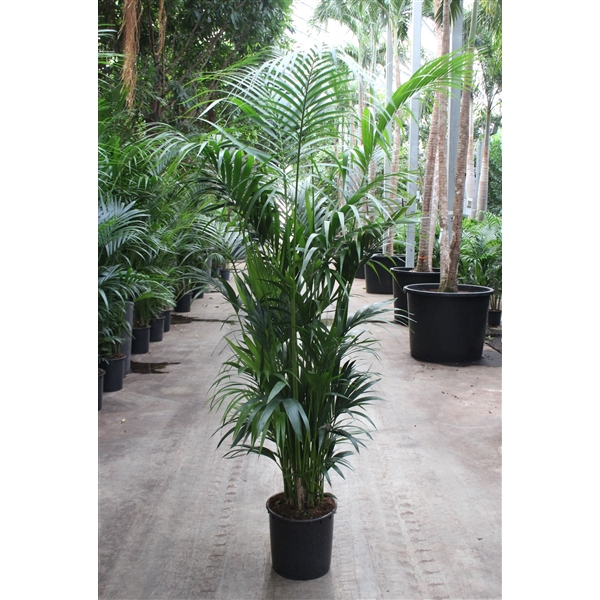 <h4>Howea forsteriana 15 per pot</h4>