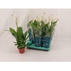 Spathiphyllum 12 Cm Torelli