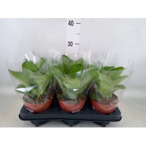 Kalanchoe NF daigremontiana