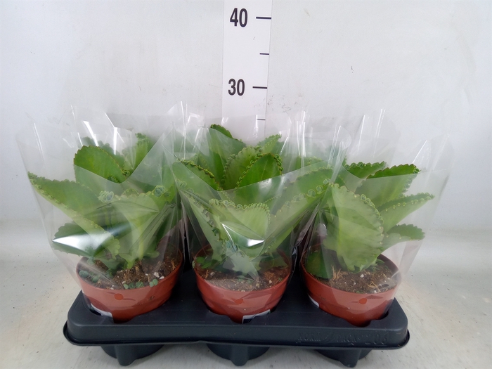 <h4>Kalanchoe NF daigremontiana</h4>