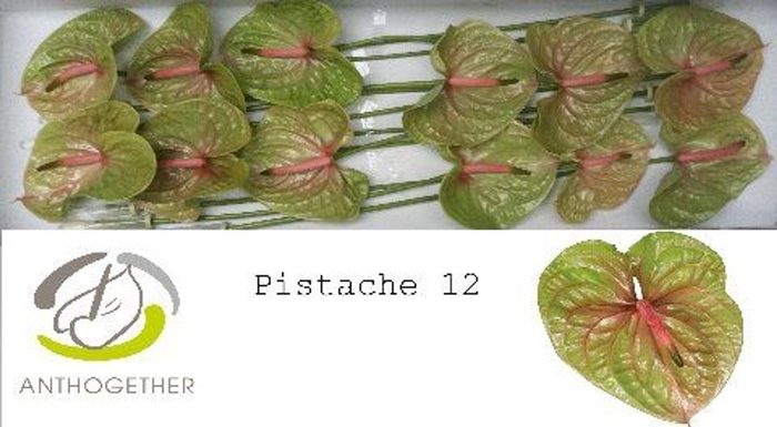 <h4>Anthurium andr. 'Pistache'</h4>
