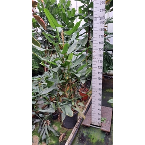 Philodendron Hastatum XXL nr1