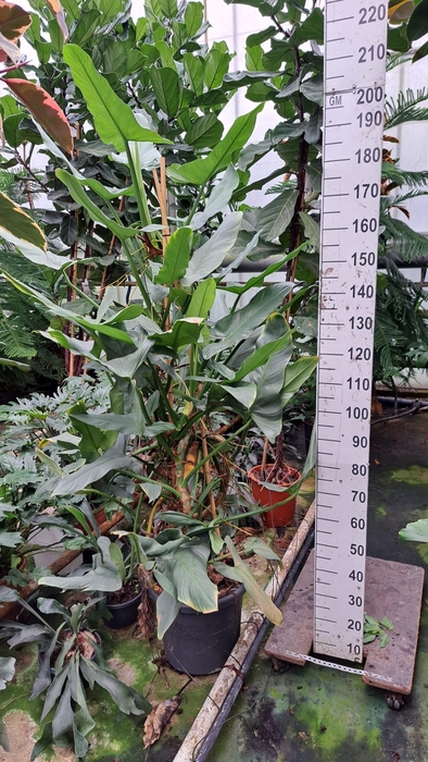 <h4>Philodendron Hastatum XXL nr1</h4>