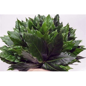 Aralia Extra