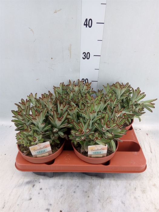 <h4>Kalanchoe NF tomentosa</h4>