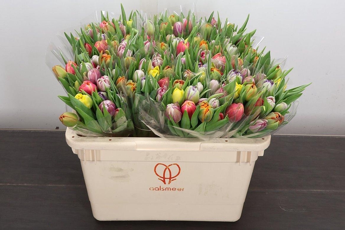 <h4>Tu Du Gemengd</h4>