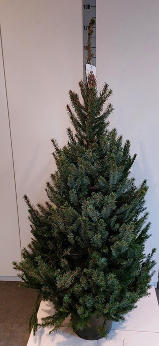 <h4>PICEA OMORIKA</h4>
