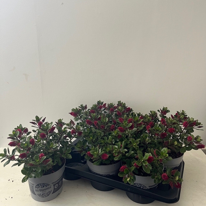<h4>HEBE ALL BLOOMS GEM</h4>