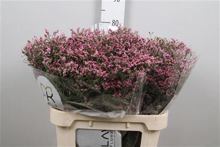 Lim Sin Tiffany Diamond