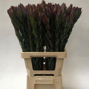 LEUCAD MOUNTAIN ROSE