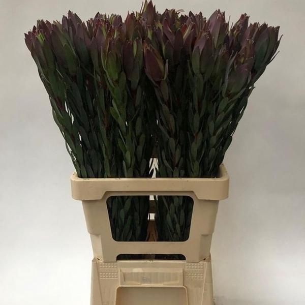 <h4>LEUCAD MOUNTAIN ROSE</h4>