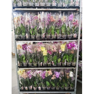 Gemengd A2 2-tak 50m