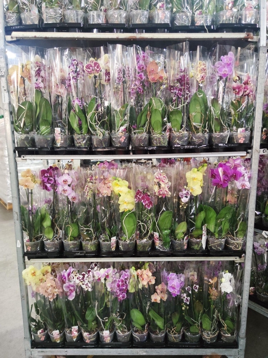 <h4>Gemengd A2 2-tak 50m</h4>