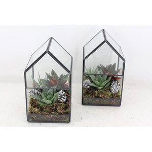 arr3 SN - Terrarium Glasshouse