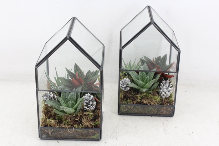 <h4>arr3 SN - Terrarium Glasshouse</h4>