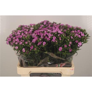 Di Barb Purple Magic