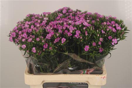 <h4>Di Barb Purple Magic</h4>