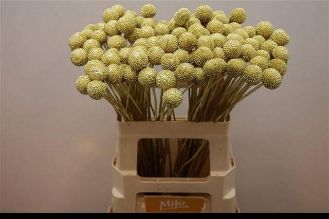 <h4>CRAS KLB H%</h4>