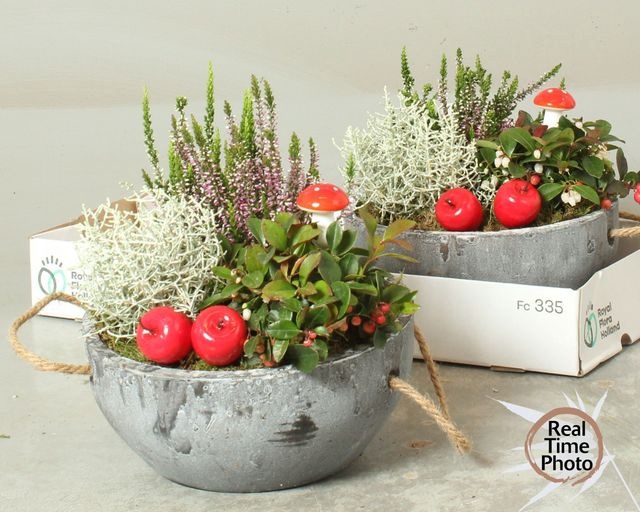 <h4>ARR GARDEN CONCRETE X2</h4>