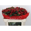 Hypericum True Romance Spray
