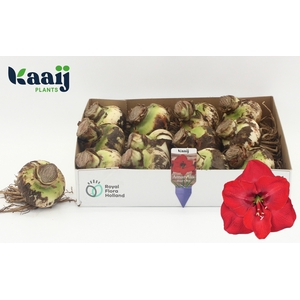 BLOEMBOL HIPPEASTRUM