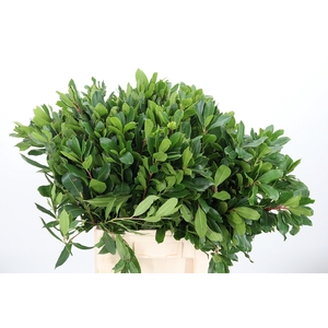 Arbutus Unedo