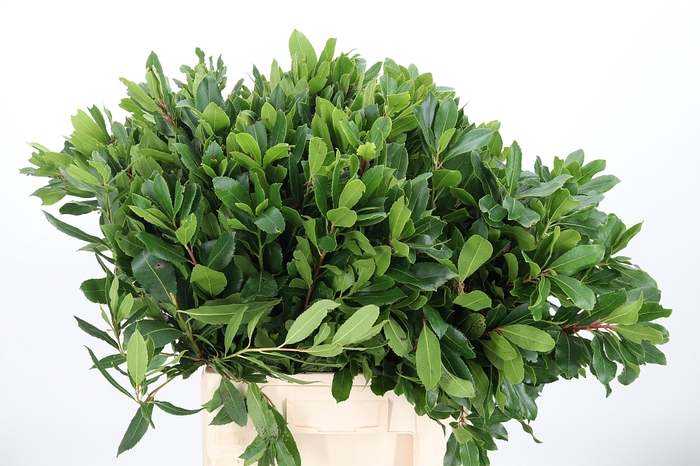 <h4>Arbutus Unedo</h4>