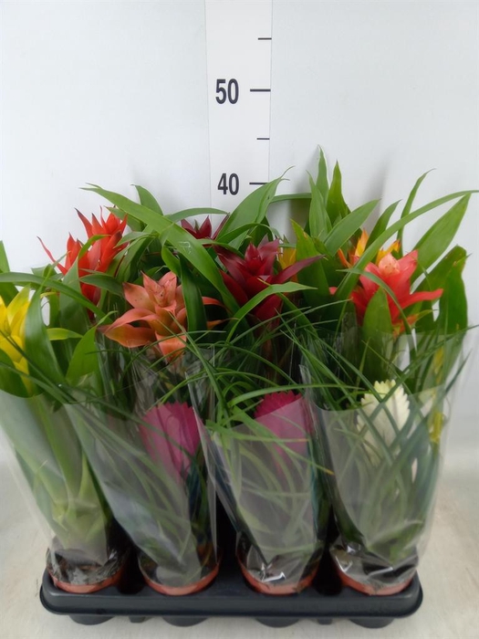<h4>Bromelia ...mix</h4>