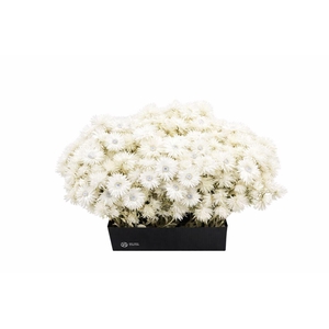 Kaaps Everlasting White Naturel