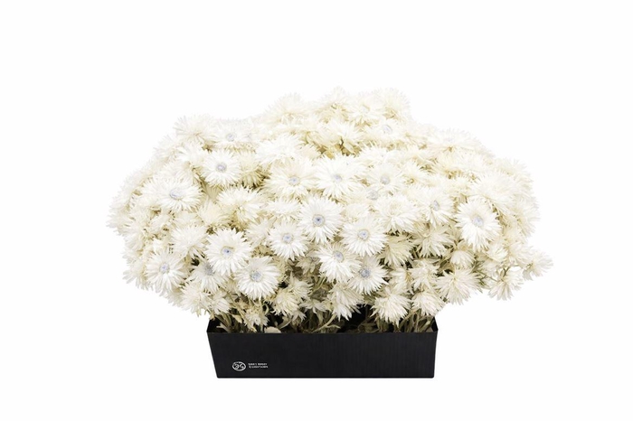 <h4>Kaaps Everlasting White Naturel</h4>
