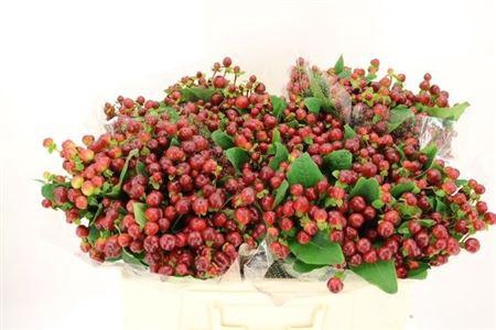 <h4>Hyp Mag Cherry</h4>