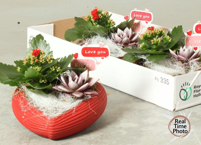 <h4>ARR KAMERPL</h4>