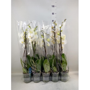 Phalaenopsis   ...