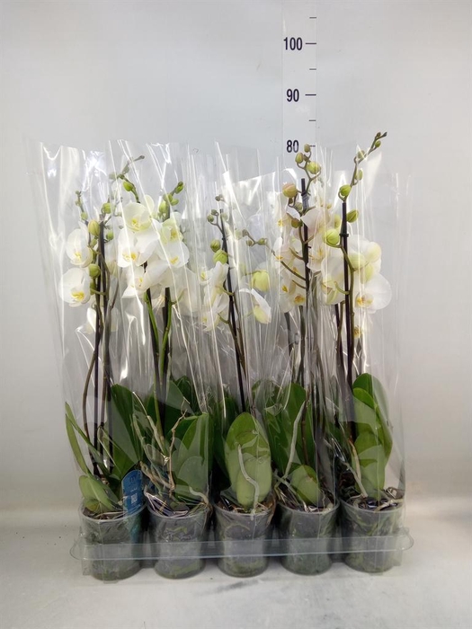 <h4>Phalaenopsis   ...</h4>