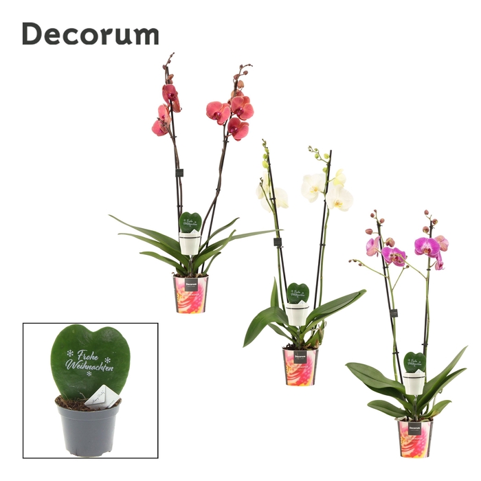 <h4>Phalaenopsis 2 tak 16+ mix met Hoya Kerrii printz Frohe Weihnach</h4>