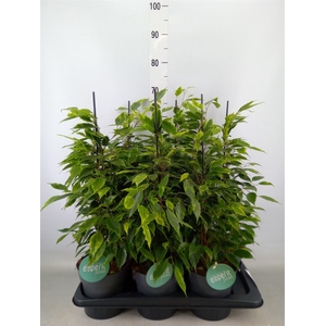 Ficus benja. 'Anastasia'