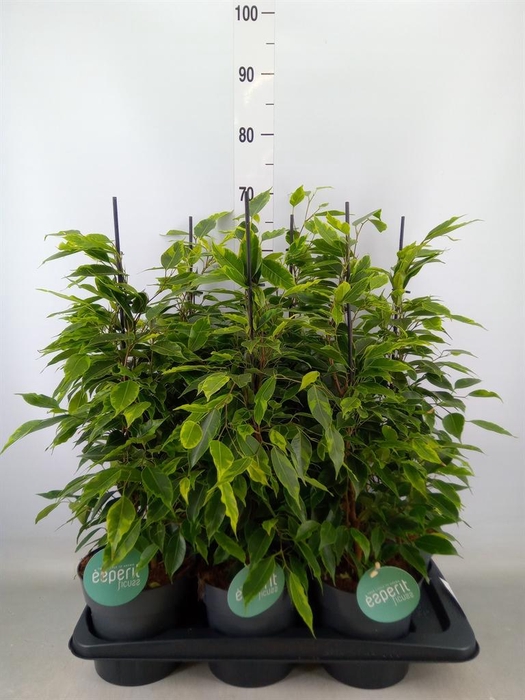 <h4>Ficus benja. 'Anastasia'</h4>