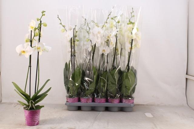 <h4>PHAL OV WIT</h4>