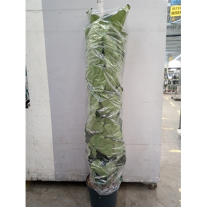Ficus lyrata